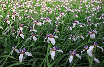 《赛博朋克 边缘行者》主创表示愿意与CDPR再次合作